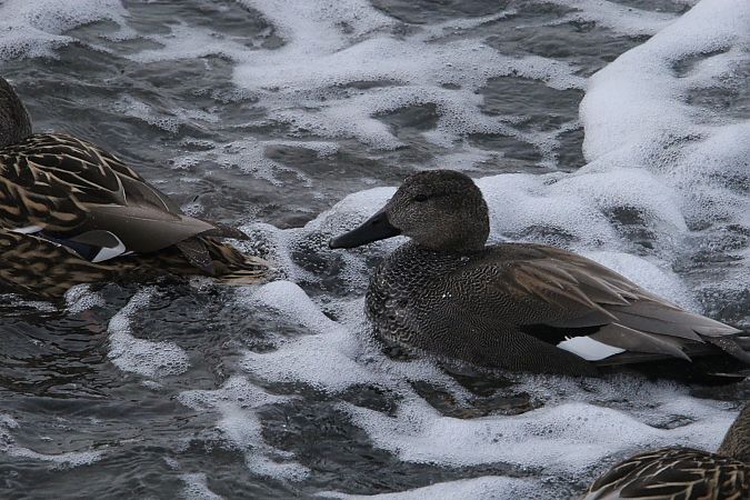 Schnatterente  - Brunon Kwasik