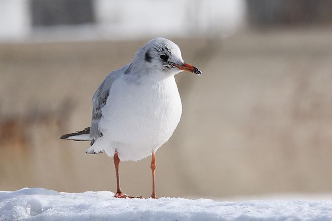 śmieszka  - Brunon Kwasik