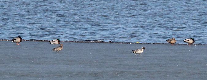 rożeniec  - Brunon Kwasik