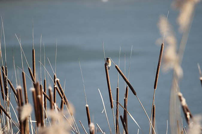 kląskawka  - Brunon Kwasik