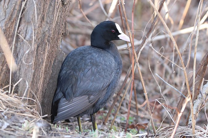 łyska  - Brunon Kwasik