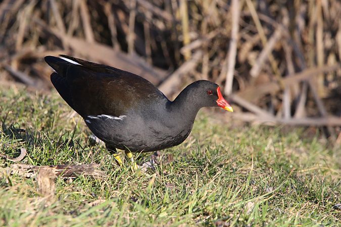 kokoszka  - Brunon Kwasik