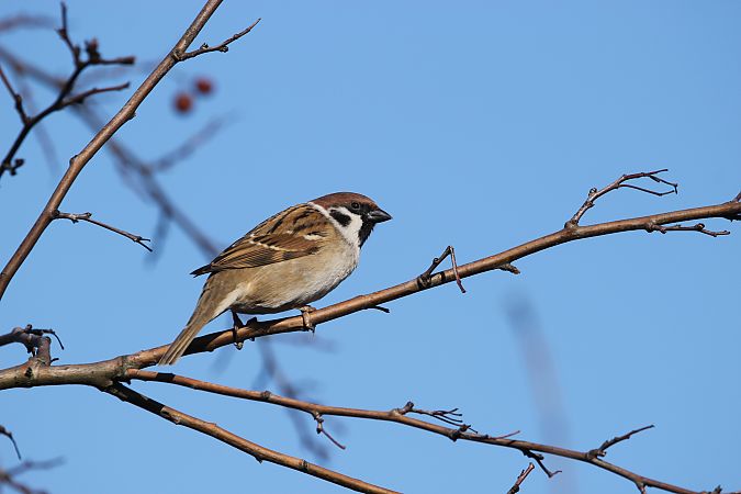 mazurek  - Brunon Kwasik