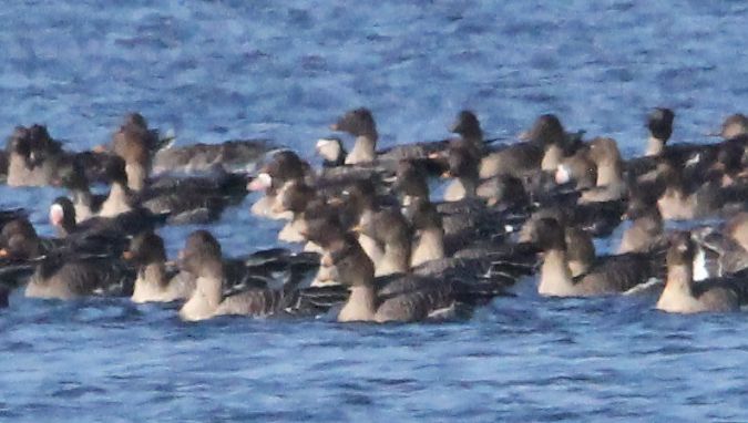 Weisswangengans  - Brunon Kwasik