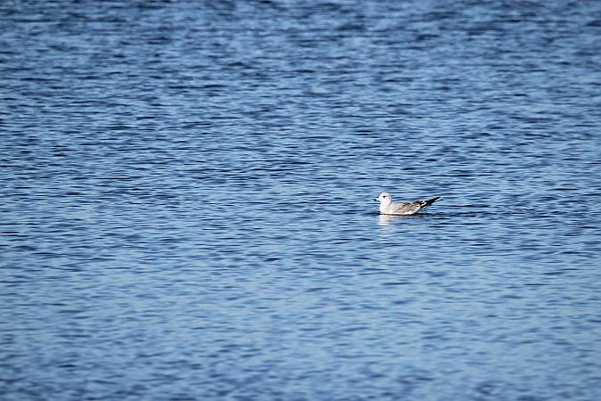 mewa siwa  - Brunon Kwasik