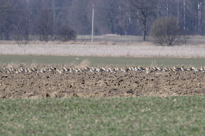 siewka złota  - Brunon Kwasik