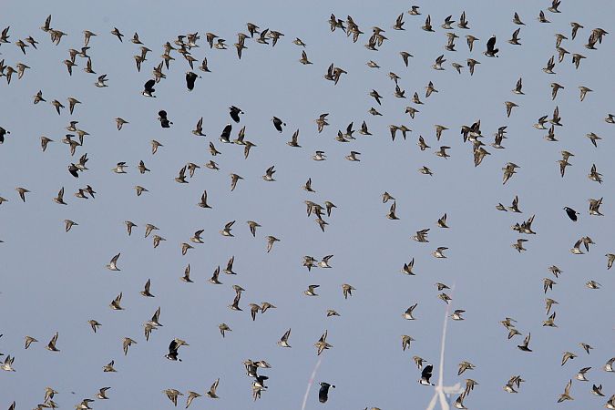 siewka złota  - Brunon Kwasik