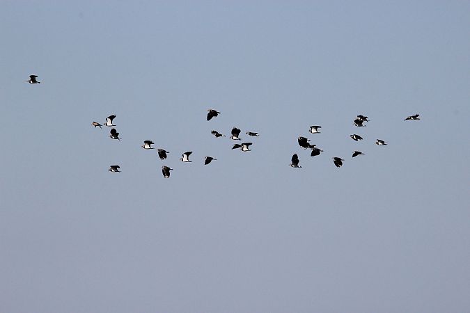 czajka  - Brunon Kwasik