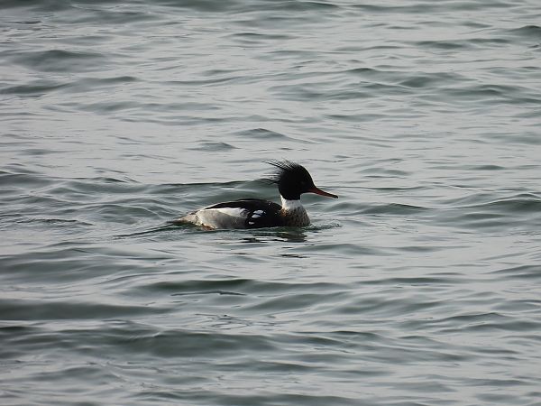 szlachar  - Grzegorz Wieszołek