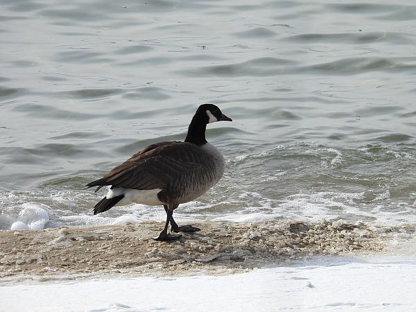 bernikla kanadyjska  - Grzegorz Wieszołek
