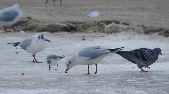piaskowiec  - Benjamin Dötterl