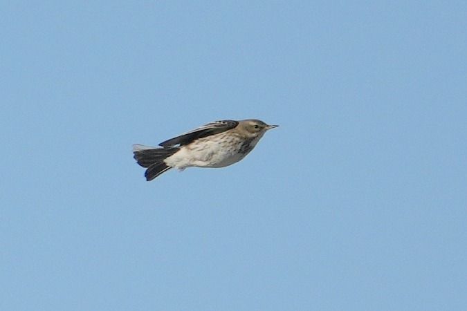 Pipit spioncelle  - Wiktor Kroker