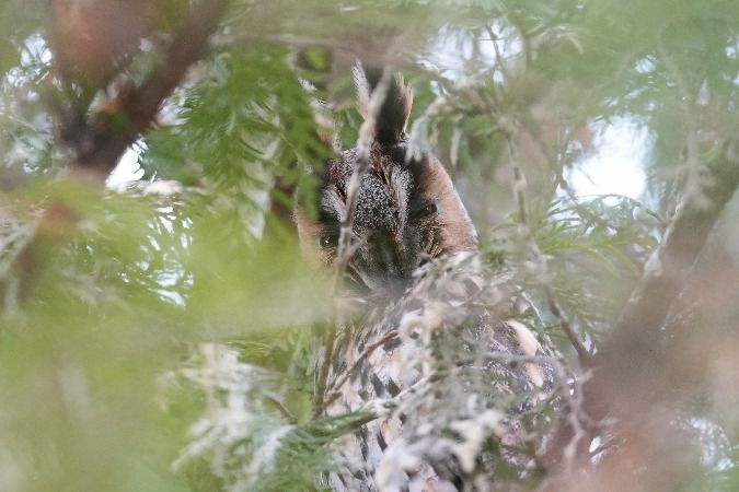 uszatka  - Wiktor Kroker