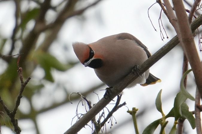 Seidenschwanz  - Wiktor Kroker