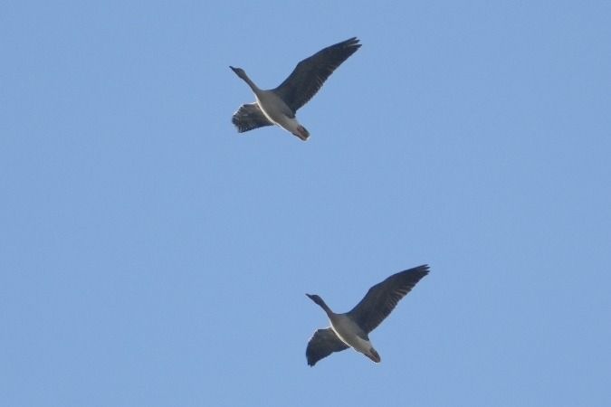 Waldsaatgans  - Wiktor Kroker