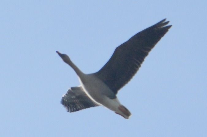 Waldsaatgans  - Wiktor Kroker