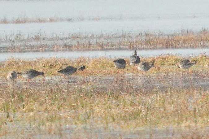 batalion  - Wiktor Kroker