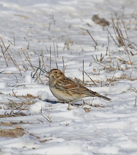 poświerka  - Tomasz Kulakowski