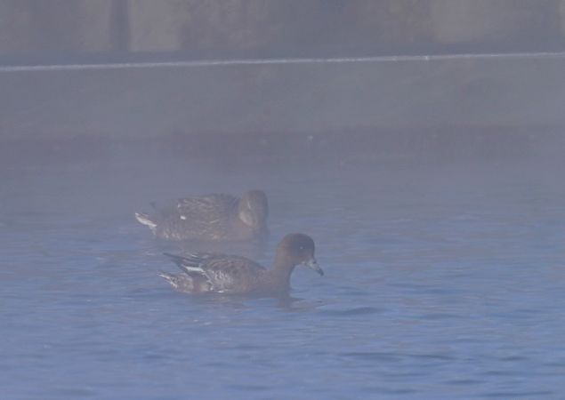 świstun  - Grzegorz Grygoruk