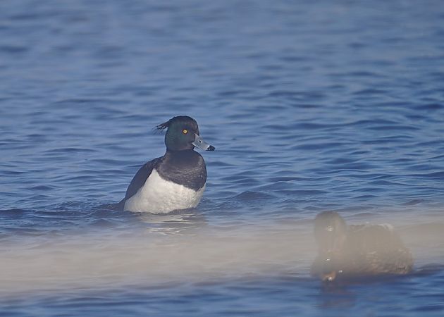 czernica  - Grzegorz Grygoruk