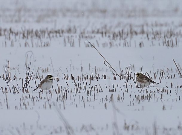 górniczek  - Grzegorz Grygoruk