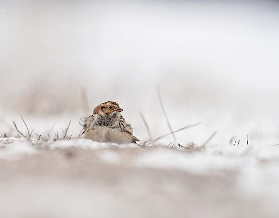 poświerka  - Grzegorz Grygoruk