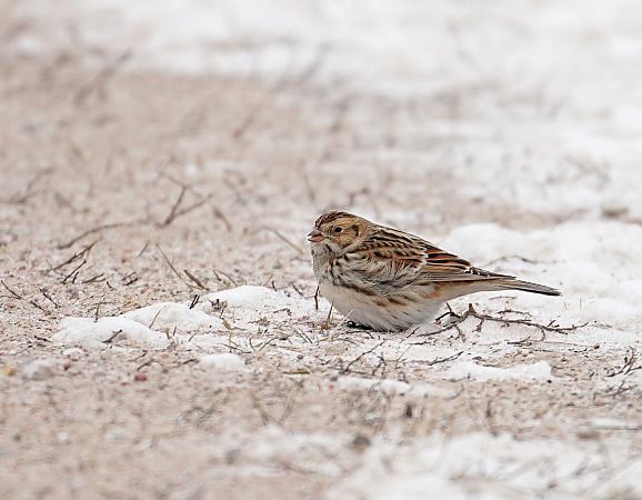 Spornammer  - Grzegorz Grygoruk