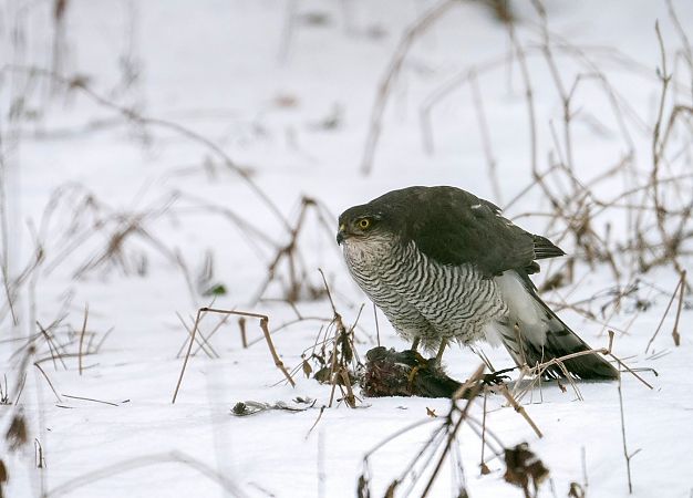 krogulec  - Grzegorz Grygoruk