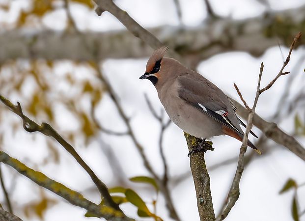 jemiołuszka  - Grzegorz Grygoruk
