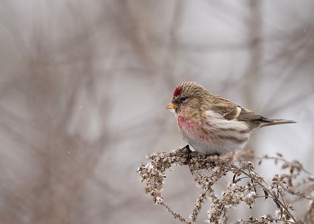 czeczotka  - Grzegorz Grygoruk