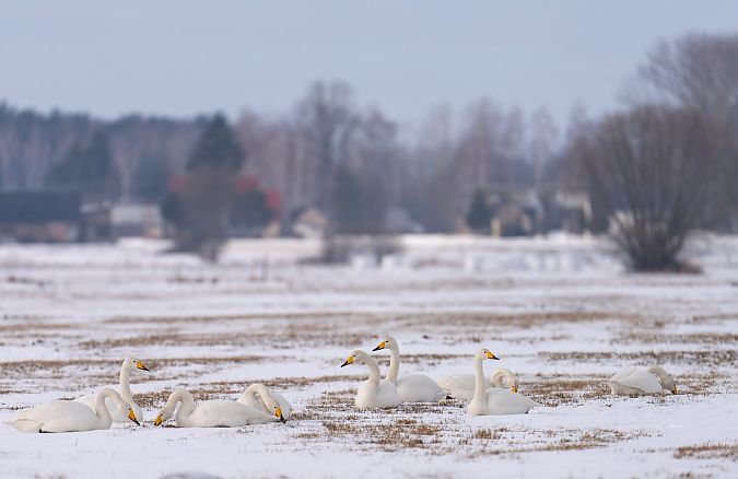 łabędź krzykliwy  - Grzegorz Grygoruk