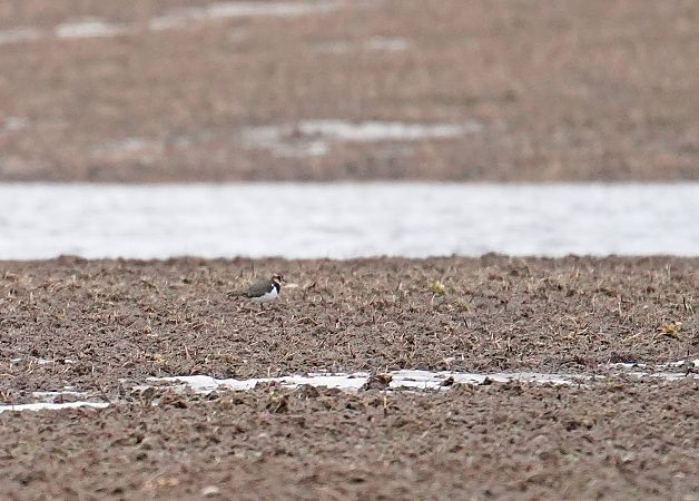 czajka  - Grzegorz Grygoruk