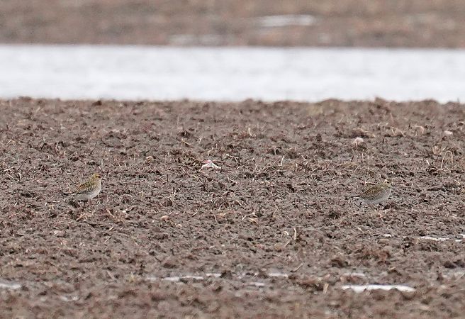 European Golden Plover  - Grzegorz Grygoruk
