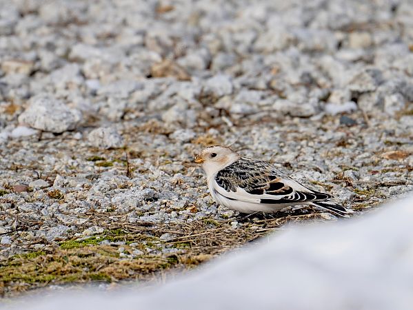 śnieguła  - Grzegorz Grygoruk