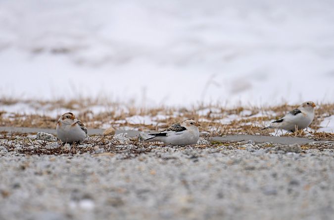 śnieguła  - Grzegorz Grygoruk