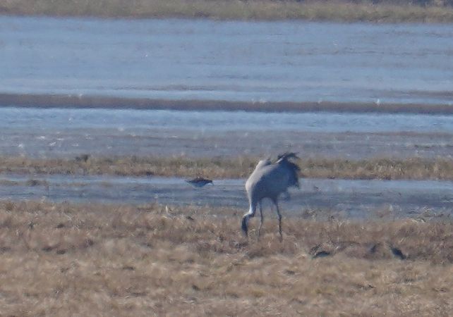 batalion  - Grzegorz Grygoruk