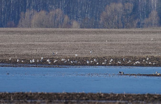 Schneeammer  - Grzegorz Grygoruk