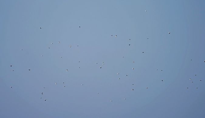 Bruant des neiges  - Grzegorz Grygoruk