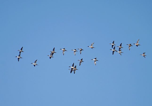 Spiessente  - Grzegorz Grygoruk