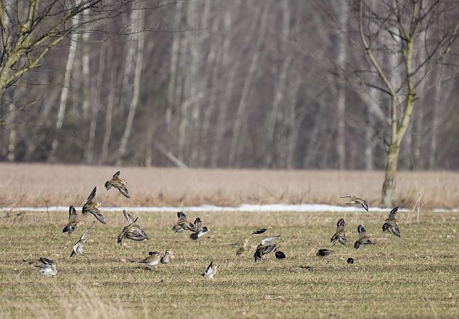 siewka złota  - Grzegorz Grygoruk