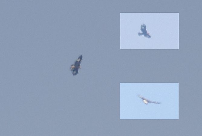 orzeł przedni  - Łukasz Krajewski