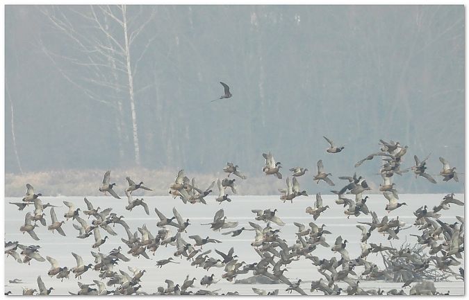 Wanderfalke  - Piotr Gajewski