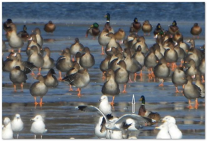 gęś krótkodzioba  - Piotr Gajewski