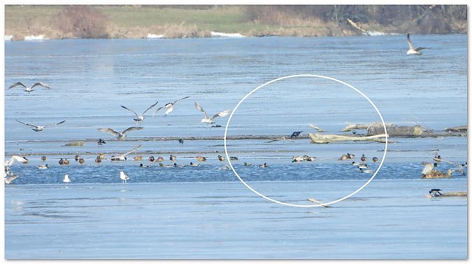 czarnowron  - Piotr Gajewski