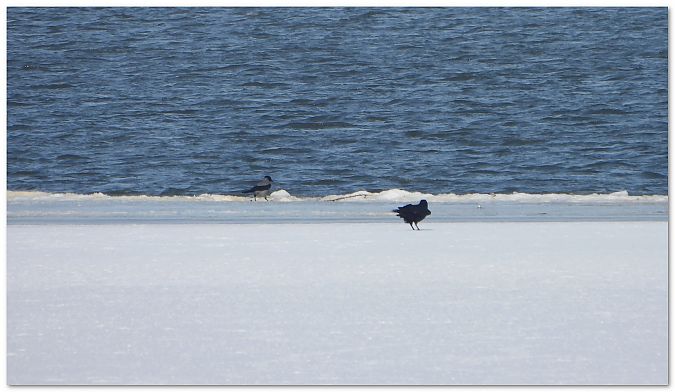 czarnowron  - Piotr Gajewski