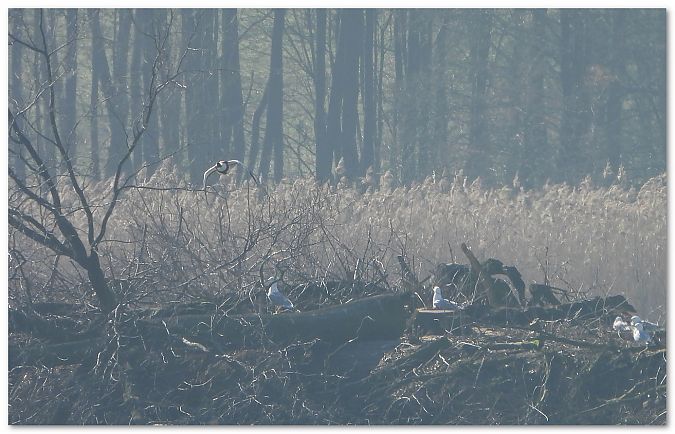 ohar  - Piotr Gajewski