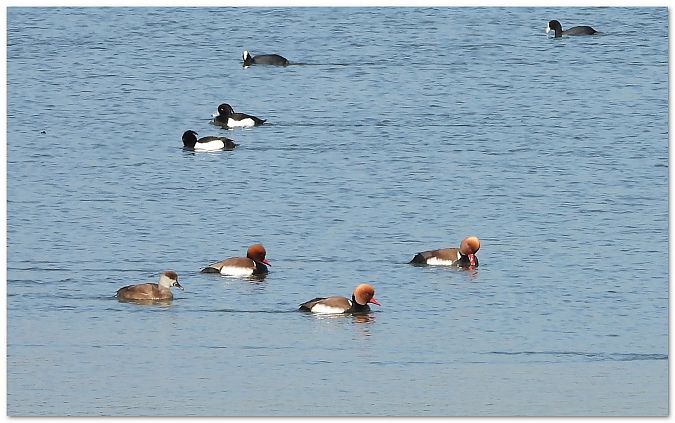Kolbenente  - Piotr Gajewski