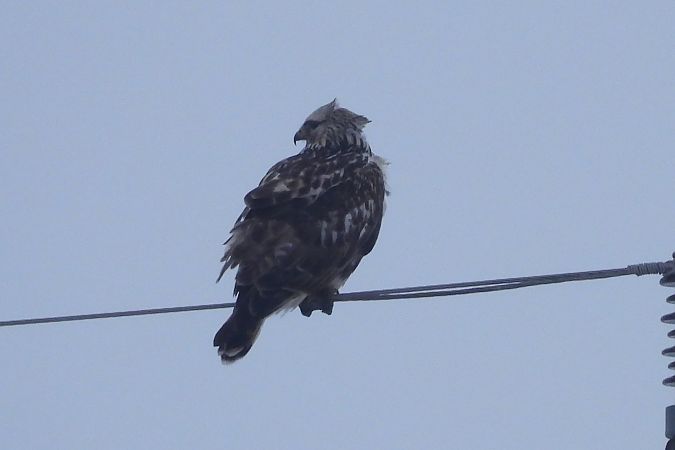 myszołów włochaty  - Justyna Krawczyk