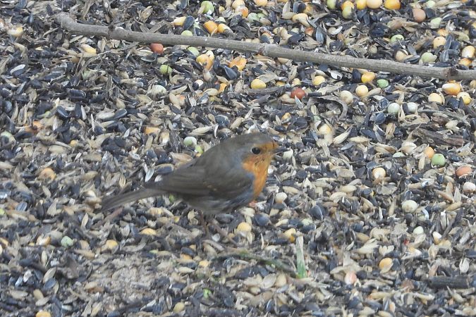 rudzik  - Justyna Krawczyk