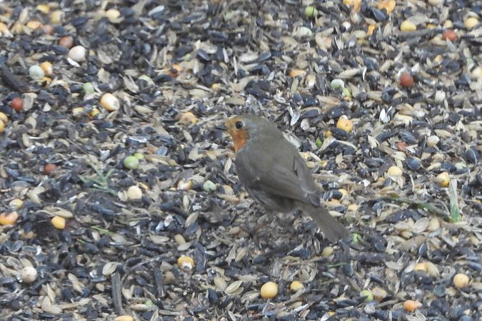 rudzik  - Justyna Krawczyk